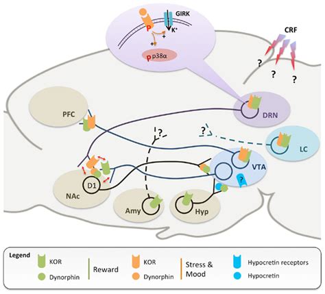 Frontiers | The Kappa Opioid Receptor: From Addiction to Depression, and Back | Psychiatry