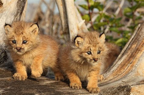 Canadian Lynx Kittens, Alaska Photograph by Robert Postma - Fine Art ...