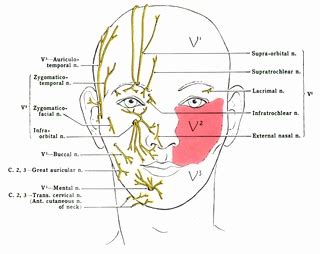 Cranial Nerve Face Drawing With Numbers at PaintingValley.com | Explore ...