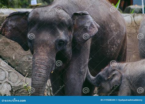 Adult and Baby Sumatran Elephant in the Zoo Stock Photo - Image of elephant, vacation: 219508344