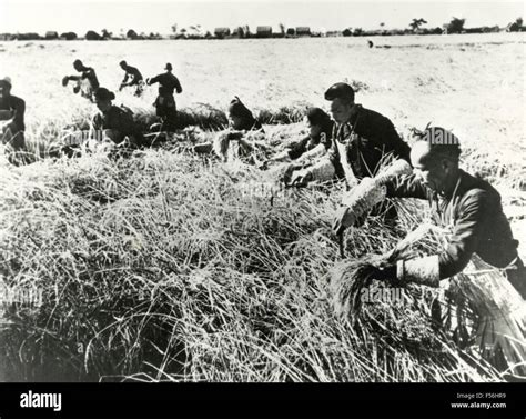 Peasants Working In The Fields High Resolution Stock Photography and Images - Alamy