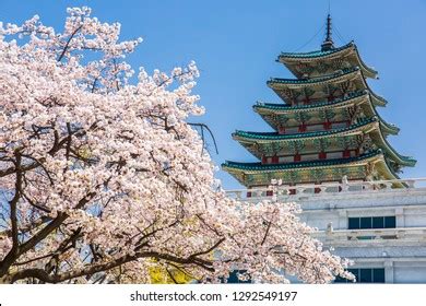 Gyeongbokgung Palace Cherry Blossom Tree Spring Stock Photo 514612555 ...