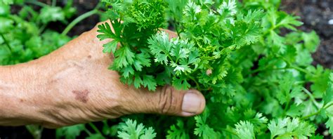 Growing Coriander | 5 Essential Growing Tips | Goodgardn.co.uk