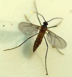 S.B: Nematocera - Diptera of Egypt