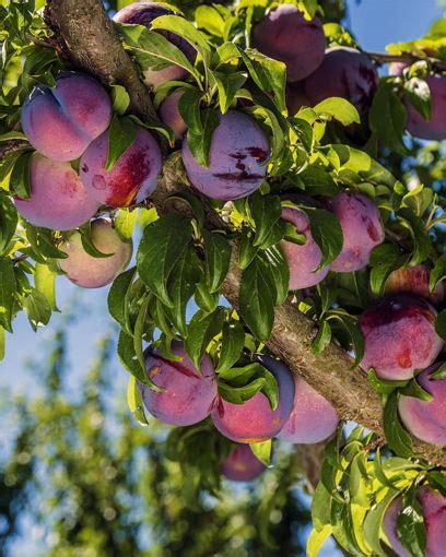 Santa Rosa Plum Trees for Sale at Arbor Day's Online Tree Nursery ...