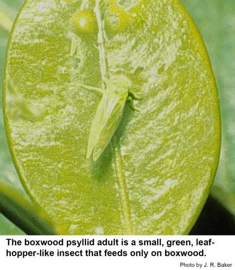 Boxwood Psyllid | NC State Extension Publications