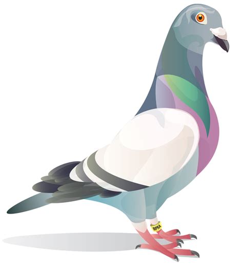 Collection of 'Pigeons drawing'. Download more than 30 images of 'Pigeons drawing' | Pigeon ...