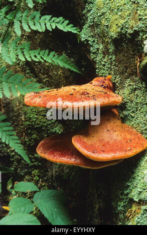 Edible fruiting body of bracket fungus Fistulina hepatica (beefsteak fungus) growing on dead ...