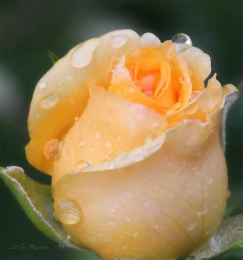 Miniature Yellow Rose Photograph by Jeanette C Landstrom