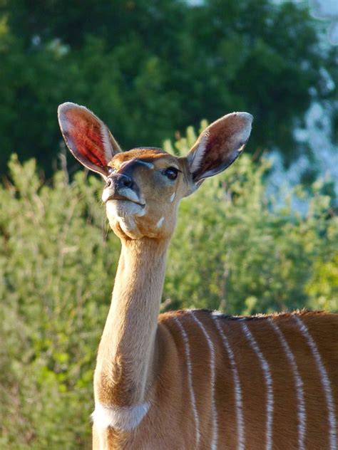 Nyala Antelope Female - Free photo on Pixabay - Pixabay