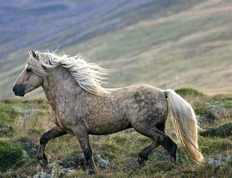 Pin on Iceland horses / Islandpferde