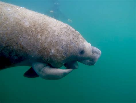 Whole Day Tour - Private - Crystal River Manatee Fun