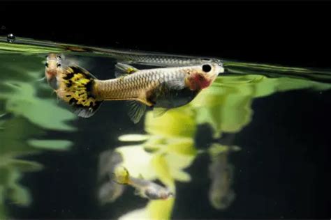 Pregnant Guppy 101: Signs, Behavior, Stages, Care & More – Pet Fish Online