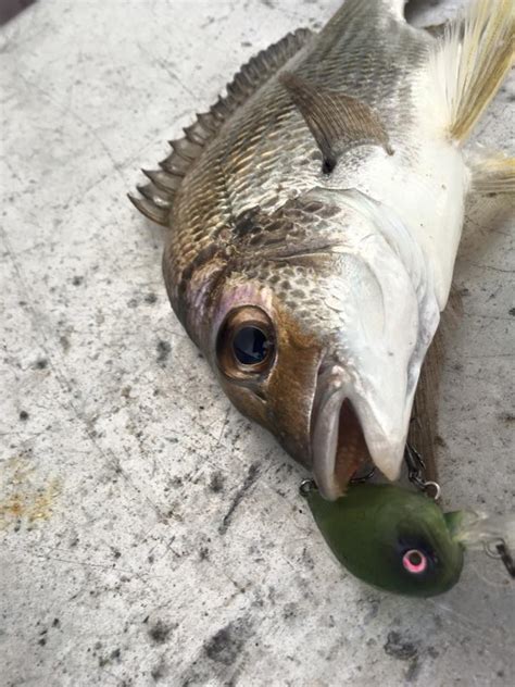 How to Catch Bream on Lures | Marty Gleeson | My Catch Australia