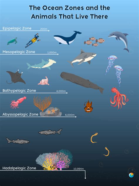 Epipelagic Zone