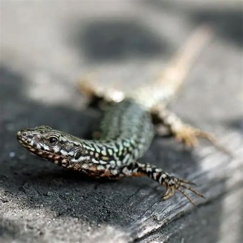 Italian Wall Lizard - Facts, Diet, Habitat & Pictures on Animalia.bio