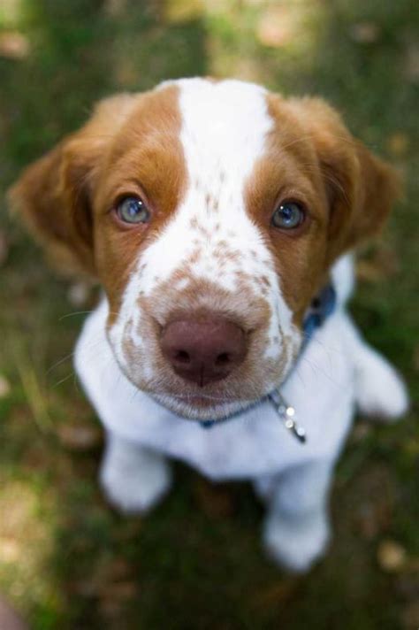 8 best images about ♥ brittany spaniel love ♥ on Pinterest | Best dogs, Hunters and Brittany ...