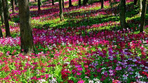 🔥 [77+] Flower Gardens Wallpapers | WallpaperSafari