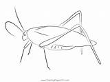 Katydid Seet Coloring Page For Kids  Free Crickets Printable sketch template
