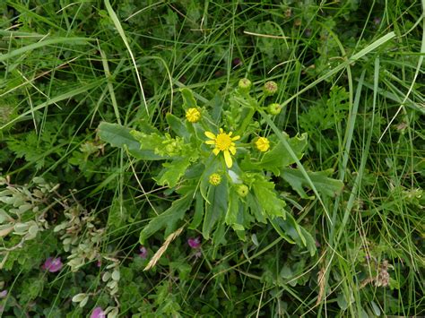 Groundsel | British Wildlife Wiki | Fandom