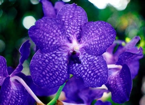 Blue Vanda Orchid Fine Art Photo Greeting Card Flower Photography ...