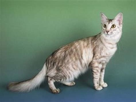 Oriental Longhair Cat: Breed Personality, Behavior Facts and Characteristics, Health Care Info