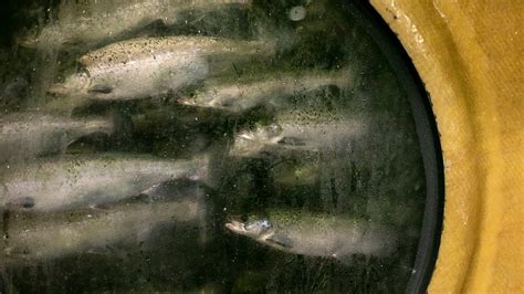 AquaBounty farms United States' first bio-engineered salmon in Indiana