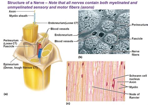 Fundamentals of the Nervous System and Nervous Tissue