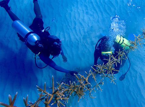 Marine Conservation Volunteering in Jamaica - St Mary