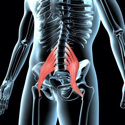 QL And Psoas Muscles | Why They Cause Lower Back Pain