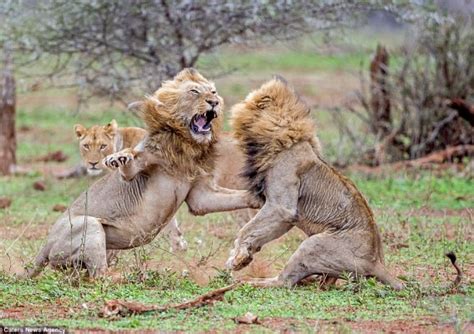 E.E.R: 2 LIONS FIGHT FOR RIGHT TO CLIMB LIONESS IN A FIERCE BATTLE