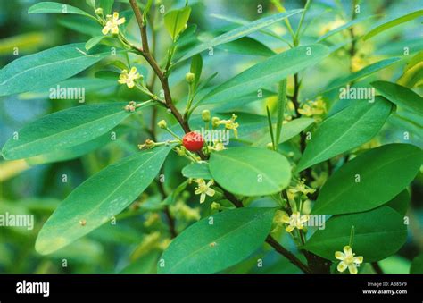 Cocaine flower hi-res stock photography and images - Alamy