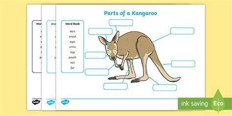 Parts of a Kangaroo Labelling Worksheet (teacher made)