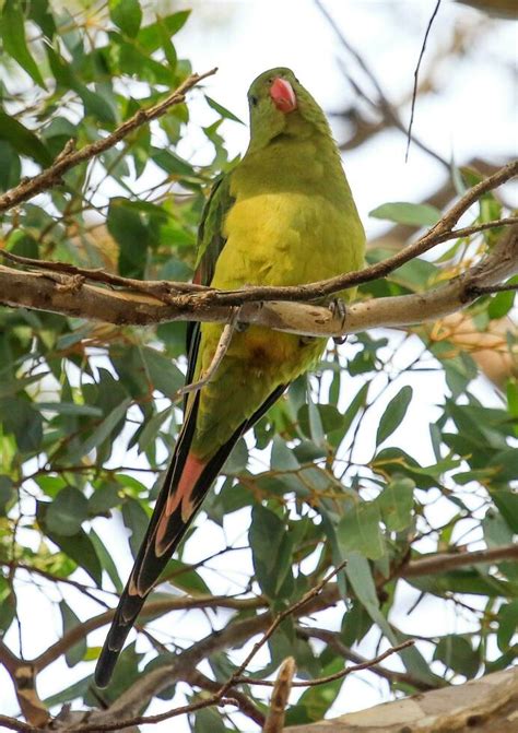 Regent Parrot in Australia 26343160 Stock Photo at Vecteezy