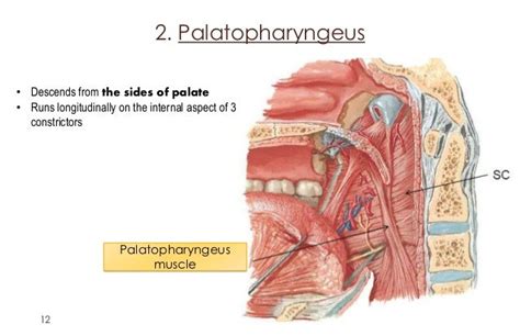 Anatomy of pharynx