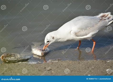 Seagull Eating Dead Fish Stock Photography | CartoonDealer.com #34261574