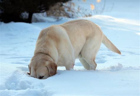 Sweet Labrador Retriever Playing in Snow, Beautiful Best Dog Stock Photo - Image of cold ...