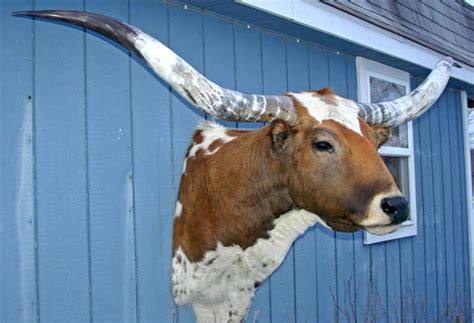 Decor – Longhorns Head To Tail Store