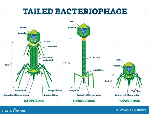 Tailed Bacteriophage Vector Illustration. Labeled Virus Educational Scheme Stock Vector ...