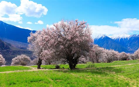 2019年三月西藏林芝桃花节旅游攻略|桃花沟|雅鲁藏布大峡谷|林芝桃花节_新浪新闻