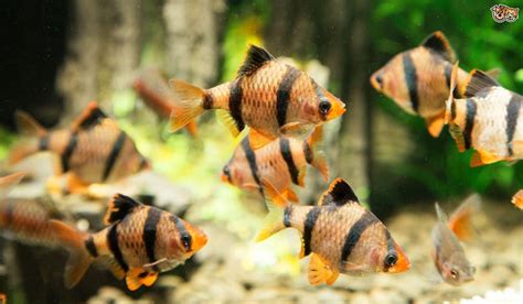 Cool Water Fish for Aquarium | Freshwater fish, Tropical fish aquarium ...