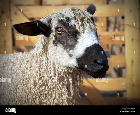 Masham Sheep Breeds at the Masham Sheep Fair, North Yorkshire Dales ...