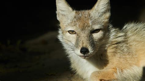 Two baby foxes found foraging in Chinese city - CGTN