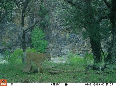 Wide open spaces make movement possible for wildlife in the Big Bend ...