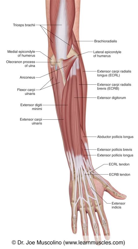 Muscles of the Posterior Forearm - Superficial View - Learn Muscles