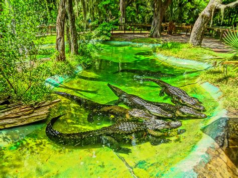 Alligator feeding time at The Serpentarium Edisto Island, SC. Feedings are at noon and 4 PM, but ...