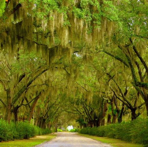 Spanish moss hanging from oak trees in Savannah, Georgia | Beautiful places, Savannah chat