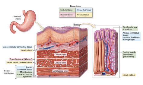 Stomach Tissue Labeled