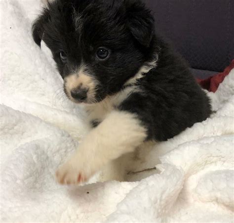 33+ Registered Border Collie Puppies For Sale Photo - Bleumoonproductions