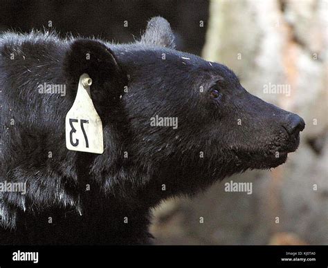 Black bear head Stock Photo - Alamy